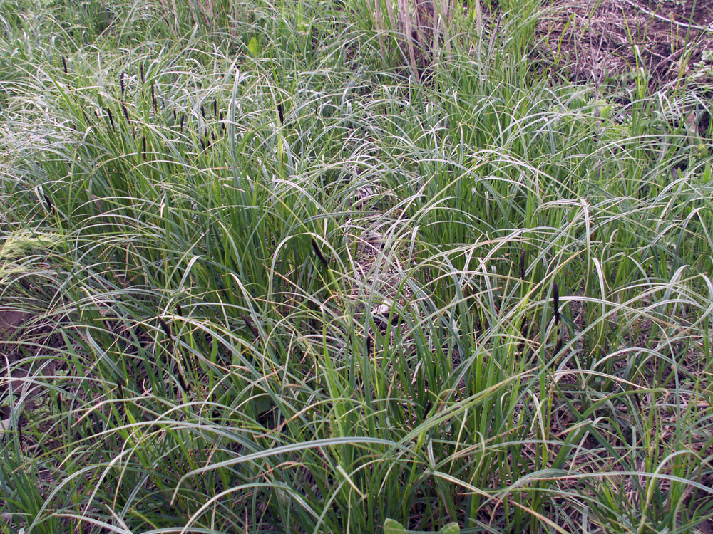Изображение особи род Carex.