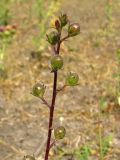 Verbascum blattaria. Верхушка соплодия. Украина, Запорожская обл., Мелитопольский р-н, недалеко от пгт Мирное, луг возле Национального историко-археологического заповедника \"Каменная Могила\". 10.08.2013.