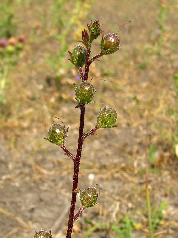 Image of Verbascum blattaria specimen.