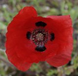 Papaver lecoqii