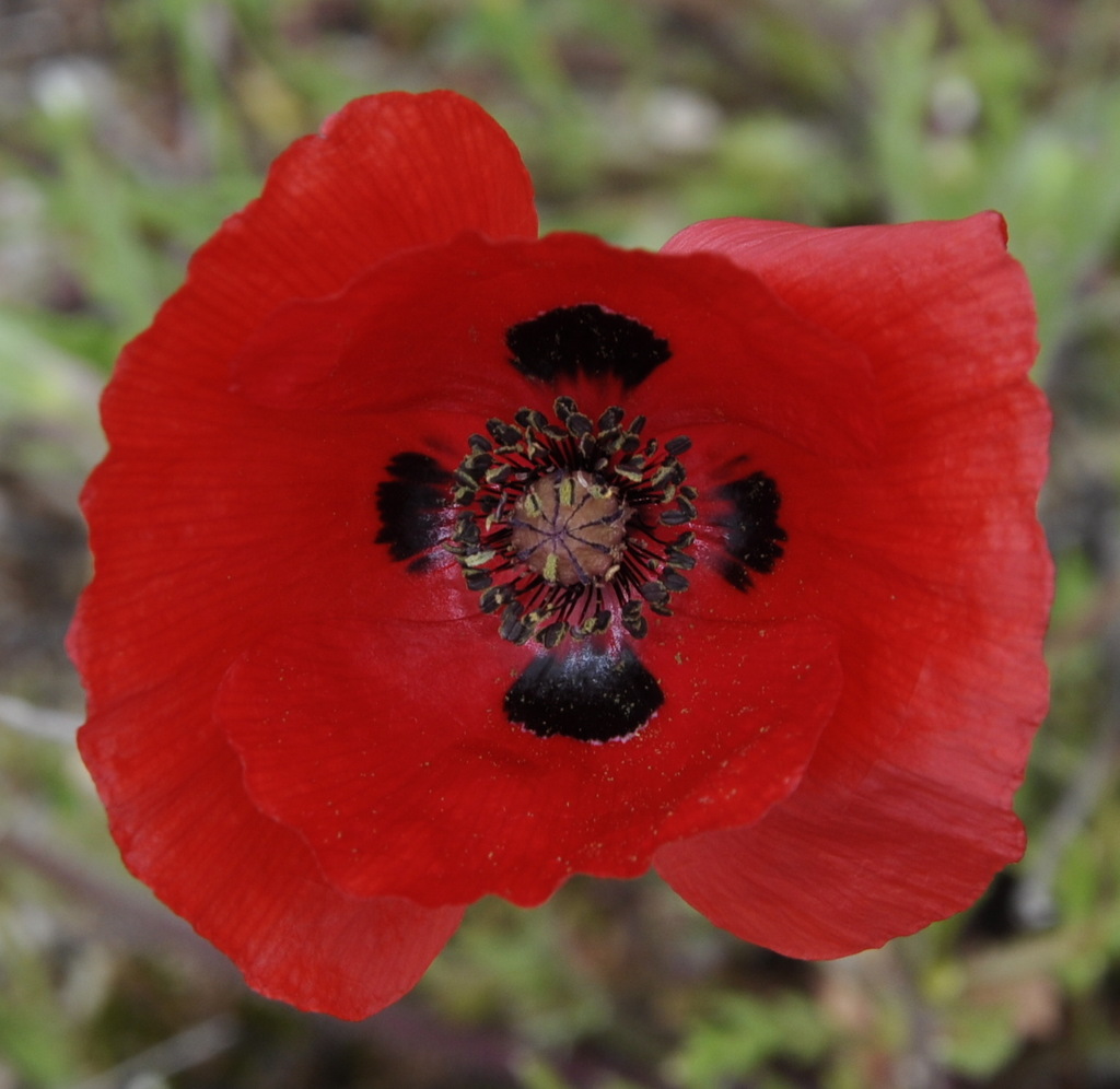 Изображение особи Papaver lecoqii.