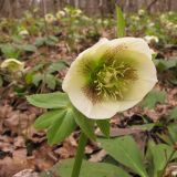 Helleborus caucasicus. Цветок. Краснодарский край, Абинский р-н, окр. станицы Шапсугская, дубовый лес. 08.03.2014.