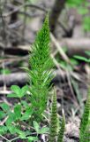 Equisetum telmateia. Молодой вегетативный побег. Нагорный Карабах, Мартунинский р-н, окр. дер. Ннги. 07.05.2013.