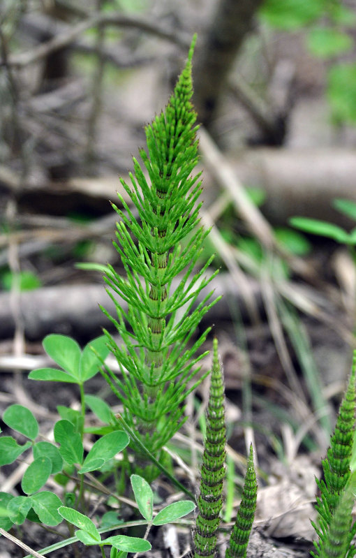 Изображение особи Equisetum telmateia.