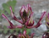 Astragalus monspessulanus. Соцветие. Греция, Халкидики. 01.04.2014.