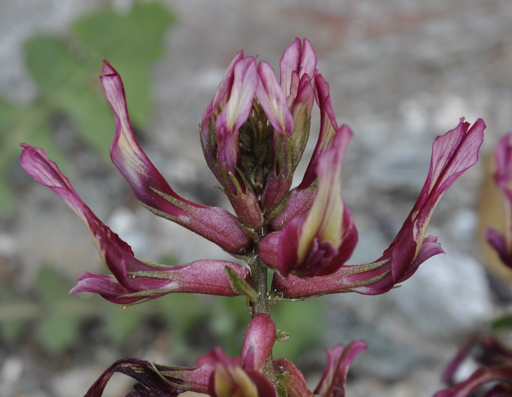 Image of Astragalus monspessulanus specimen.