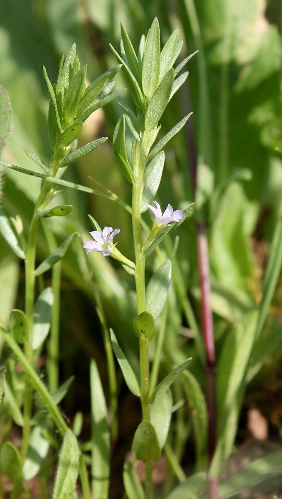 Image of Lythrum junceum specimen.