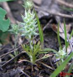 Ceratocephala orthoceras