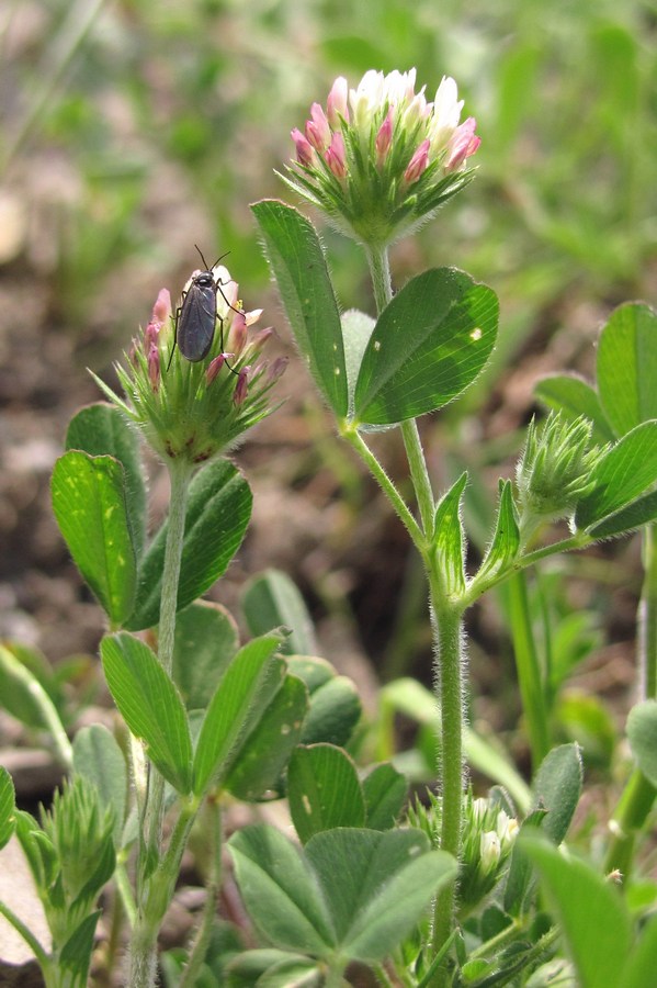 Image of Trifolium leucanthum specimen.