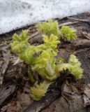 Cirsium kamtschaticum. Молодой побег. Камчатский край, Елизовский р-н, г. Петропавловск-Камчатский, склон. 05.05.2014.