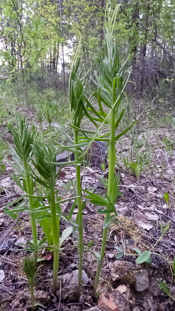 Image of Lathyrus pisiformis specimen.