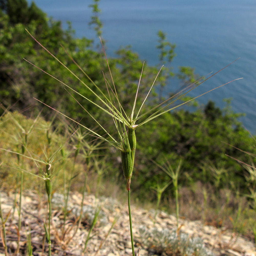 Изображение особи Aegilops biuncialis.