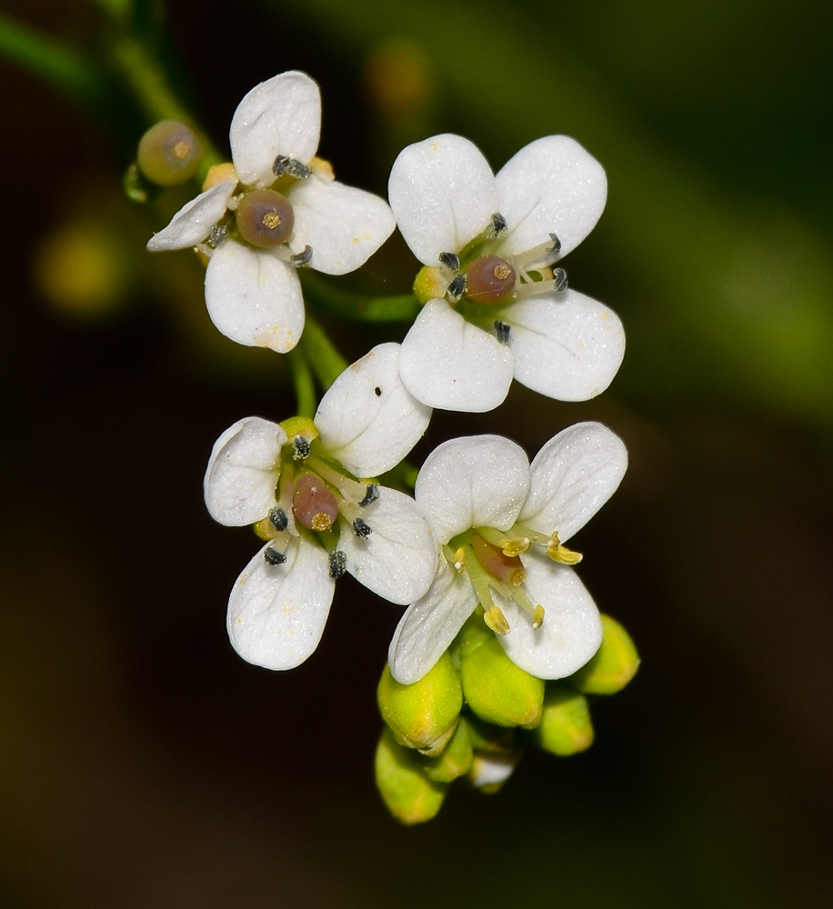 Изображение особи Crambe hispanica.