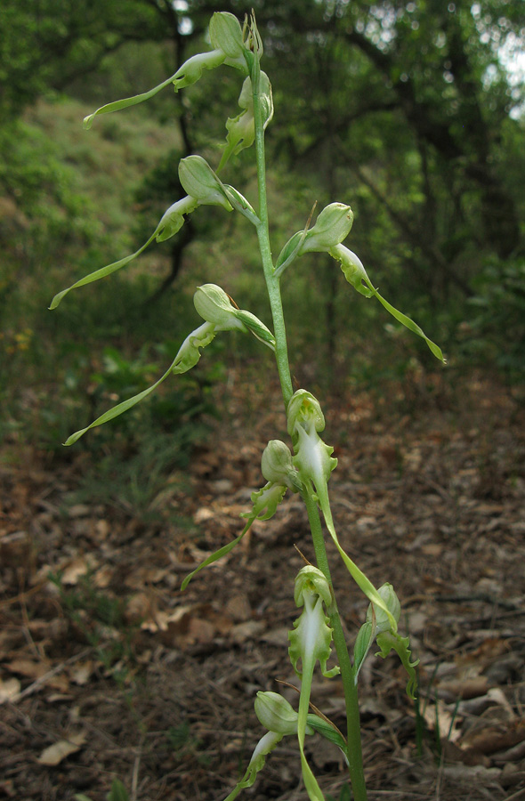 Image of Himantoglossum caprinum specimen.