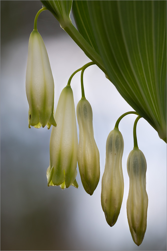 Изображение особи Polygonatum odoratum.