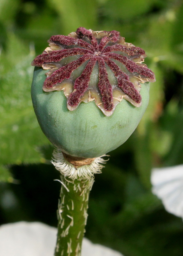 Изображение особи Papaver orientale.