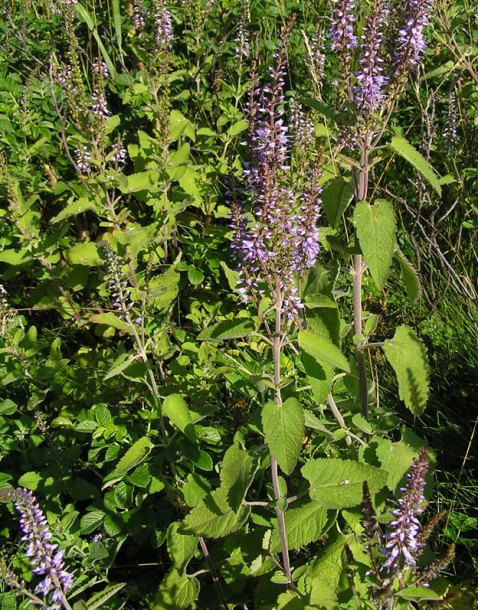 Image of Veronica daurica specimen.