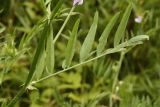 Galega officinalis