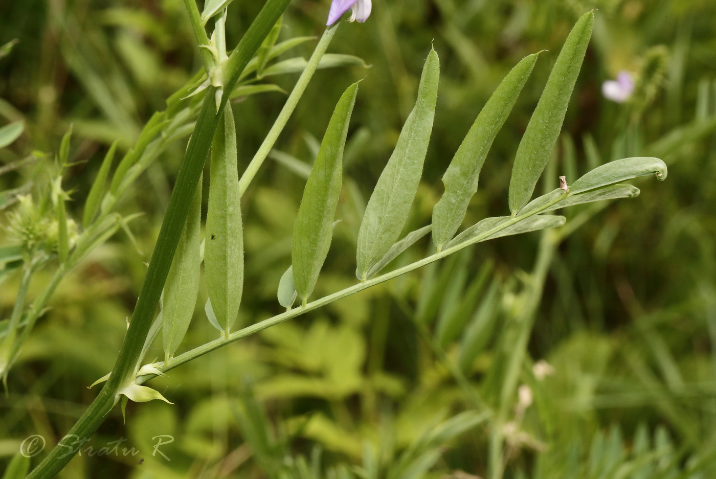 Изображение особи Galega officinalis.