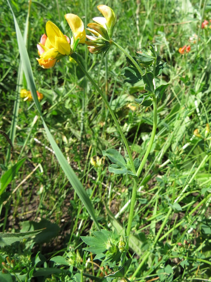 Image of genus Lotus specimen.