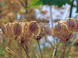 Heracleum sibiricum. Плоды. Узбекистан, г. Ташкент, Ботанический сад им. Ф.Н. Русанова. 17.08.2008.