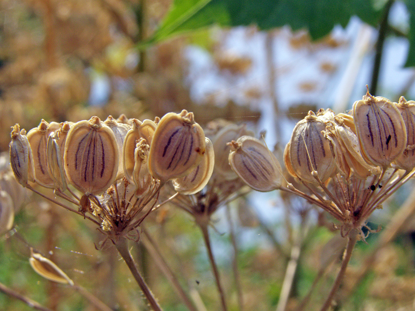 Изображение особи Heracleum sibiricum.