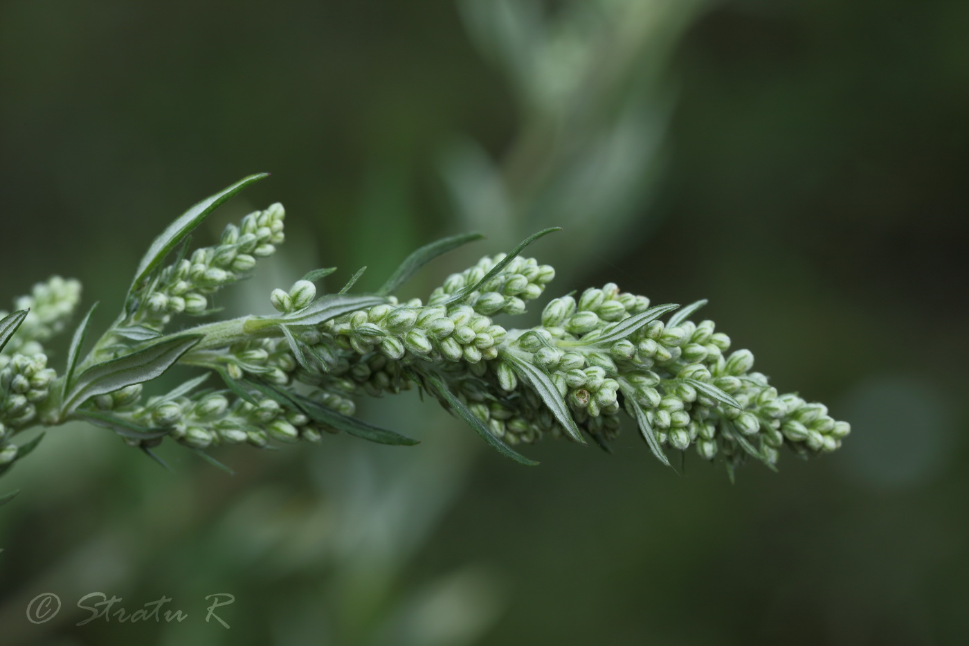 Image of Artemisia vulgaris specimen.
