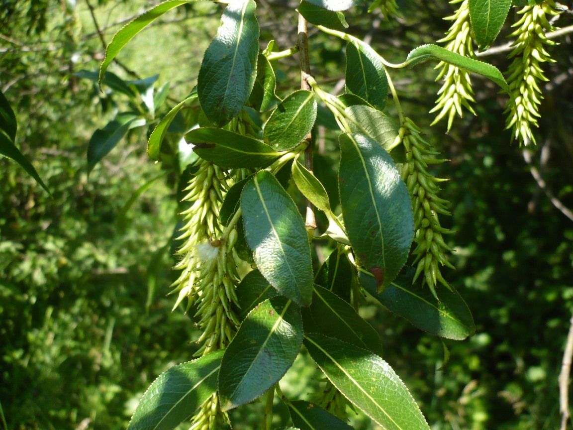 Изображение особи Salix pentandra.