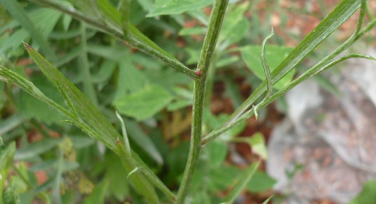 Image of Centaurea cyanus specimen.