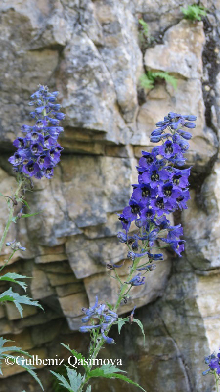 Image of genus Delphinium specimen.