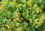 Alchemilla