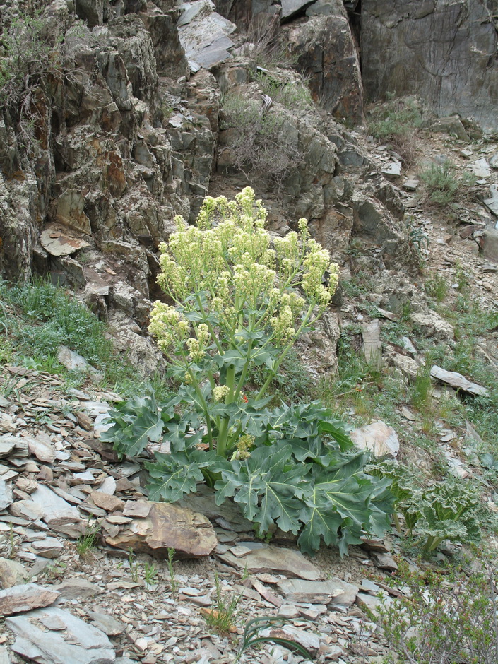 Изображение особи Megacarpaea orbiculata.