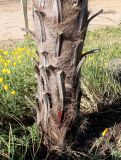 Trachycarpus fortunei. Основание ствола взрослого растения с остатками черешков обрезанных листьев. Германия, г. Дюссельдорф, Ботанический сад университета. 03.07.2014.
