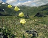 Papaver pseudocanescens