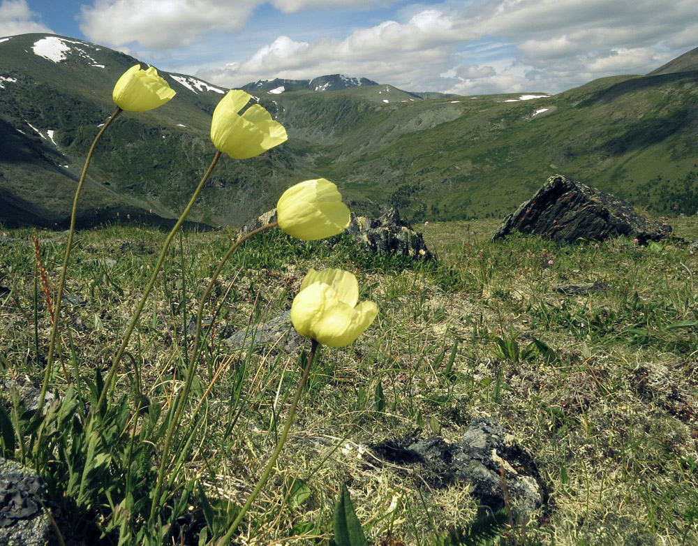 Image of Papaver pseudocanescens specimen.