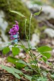 Lathyrus vernus. Верхушка растения с соцветием и соплодиями. Черногория, нац. парк Ловчен. 18.07.2014.