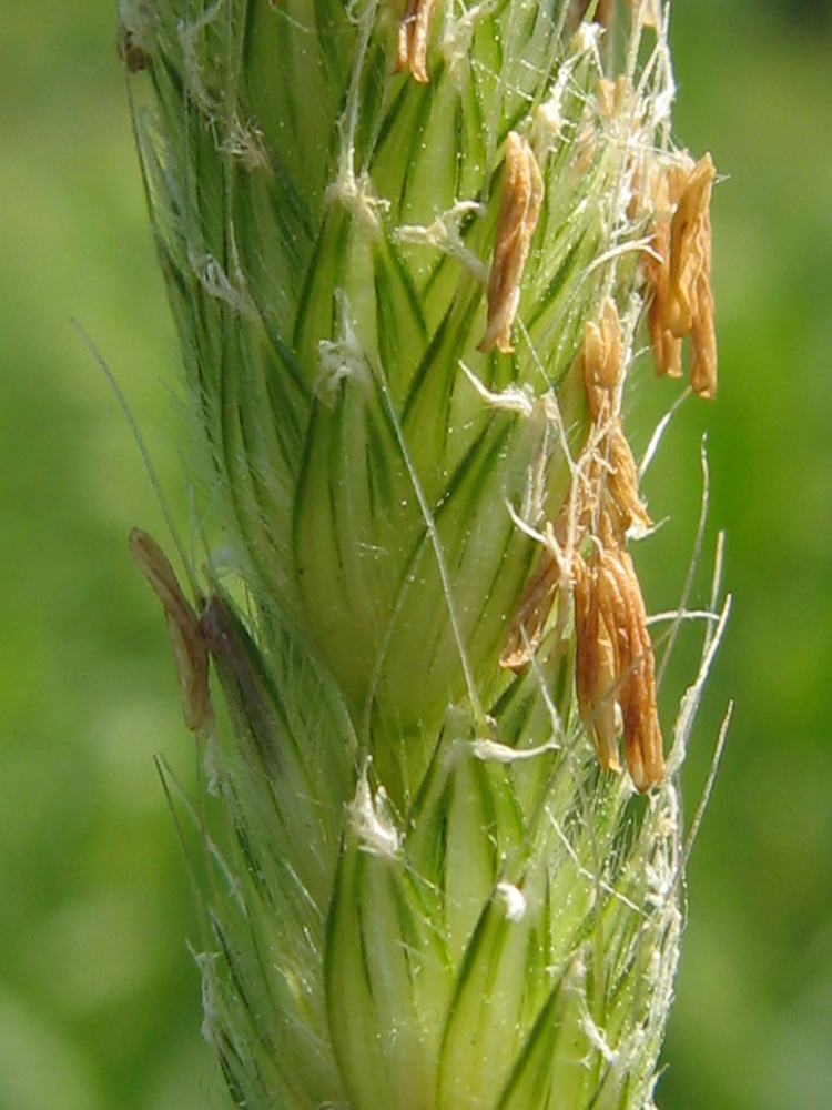 Изображение особи Alopecurus pratensis.