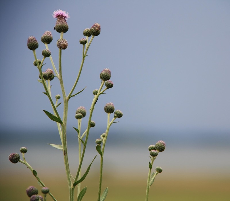 Изображение особи Cirsium setosum.
