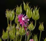 Aquilegia vulgaris разновидность stellata