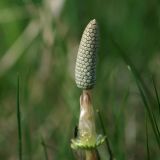 Equisetum sylvaticum