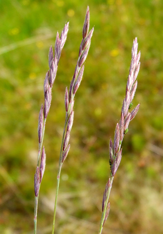 Изображение особи Festuca pratensis.