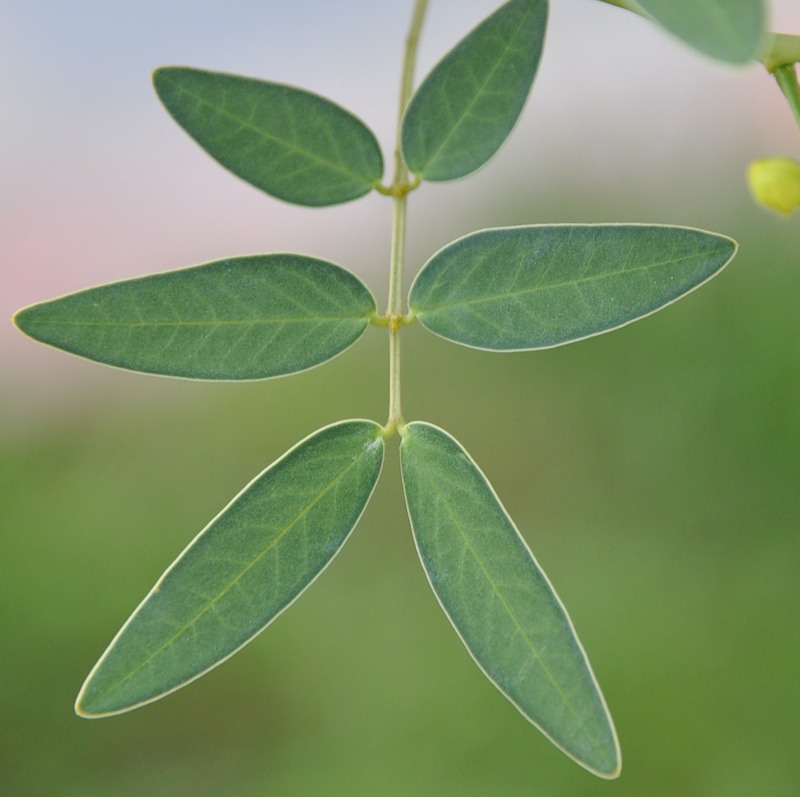 Image of Senna corymbosa specimen.
