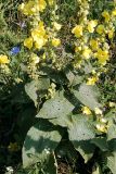 Verbascum phlomoides