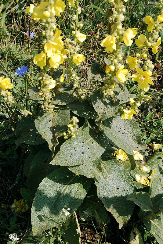 Изображение особи Verbascum phlomoides.