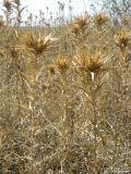 Carthamus lanatus