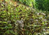 Eupatorium cannabinum