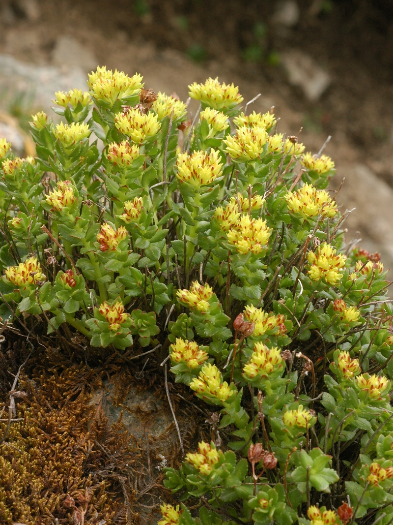 Изображение особи Rhodiola gelida.