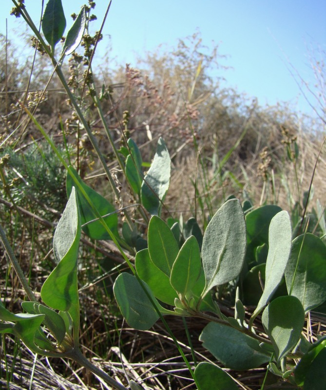 Изображение особи Halimione verrucifera.