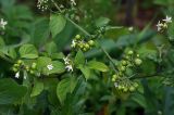 Solanum nigrum. Верхушка цветущего и плодоносящего растения. Московская обл., Раменский р-н, окр. дер. Хрипань, дачный участок. 06.07.2009.
