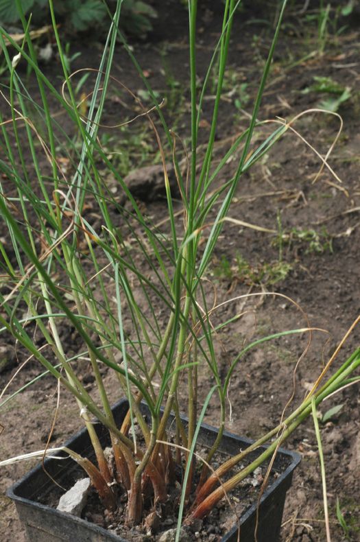 Image of Allium dshungaricum specimen.